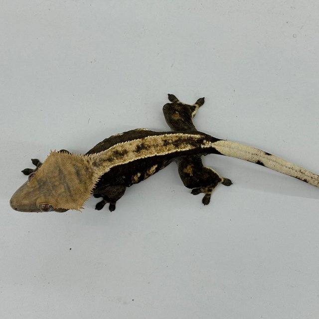 노멀 다크 플레임 엠티백