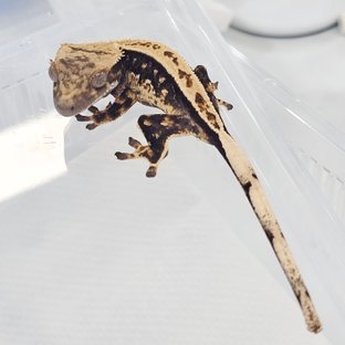 노멀 트라이 풀핀 쿼드