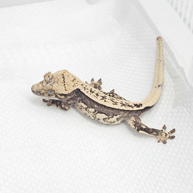 노멀 쿼드 풀핀 화이트 화이트핀