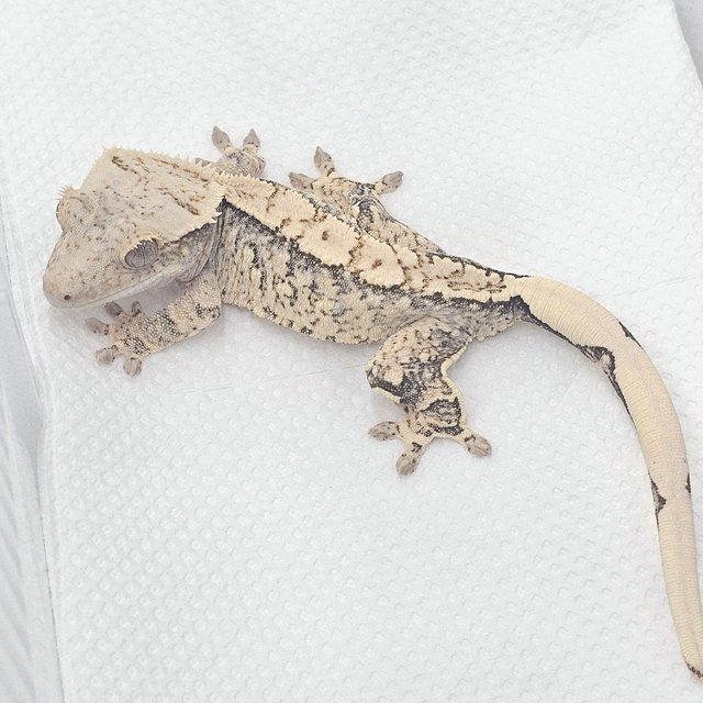 노멀 화이트포트홀 화이트스팟