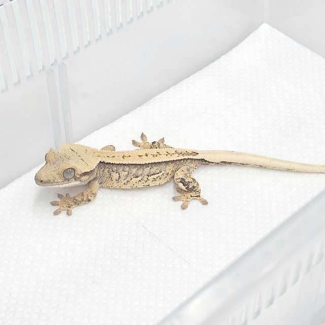 노멀 쿼드 풀핀