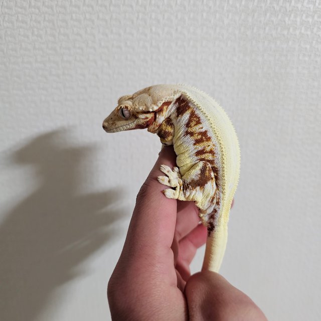릴리화이트 솔리드백 레드