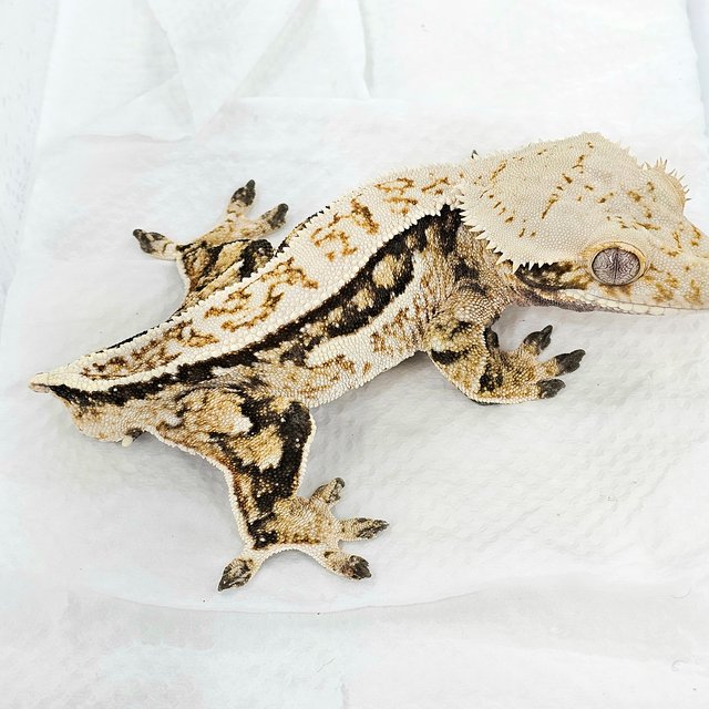 노멀 쿼드 풀핀 트라이