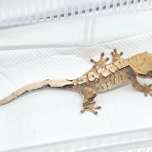 노멀 트라이 텐저린 화이트