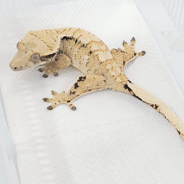 노멀 트라이 드리피 화이트크라운