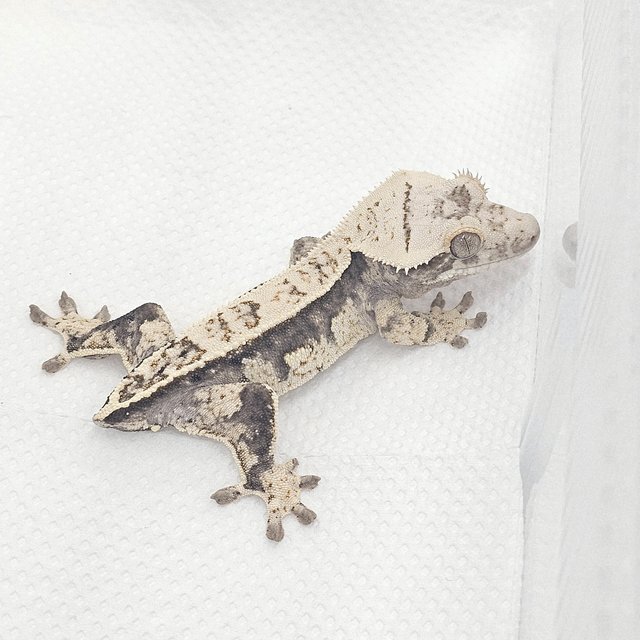 노멀 화이트 블랙