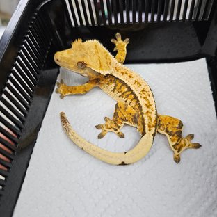 노멀 트라이 화이트크라운