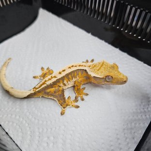 노멀 트라이 화이트크라운