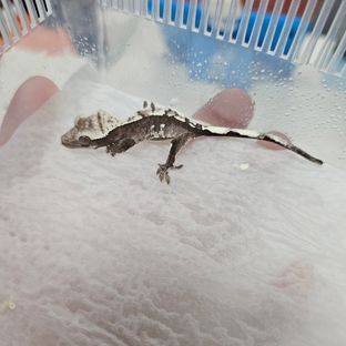 아잔틱
