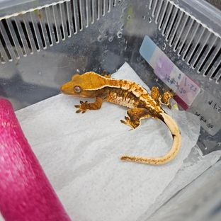 트라이 바브
