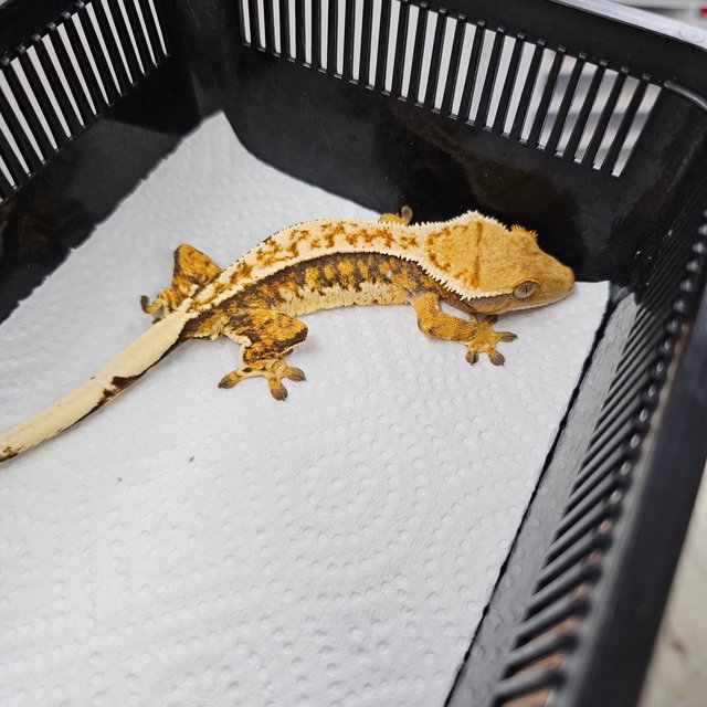 노멀 트라이 화이트크라운