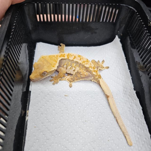 트라이 바브