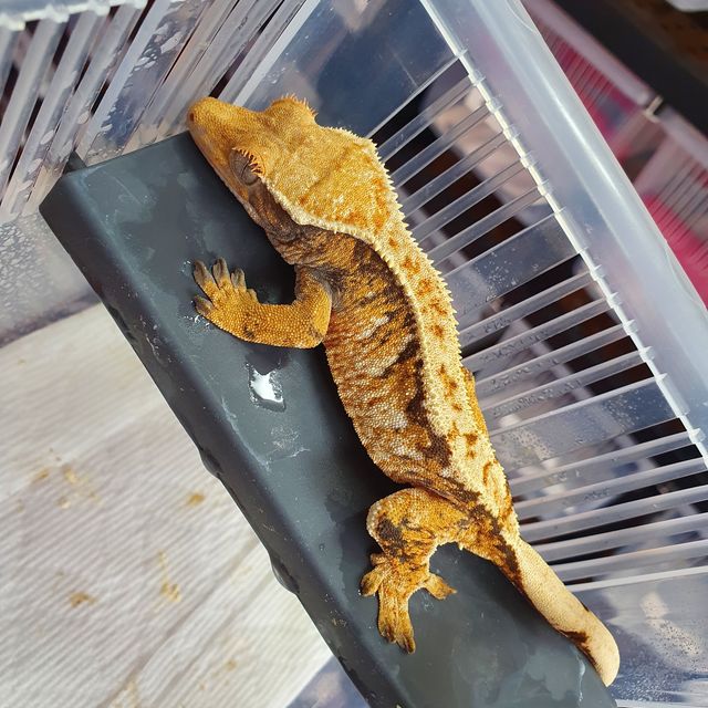 트라이 바브