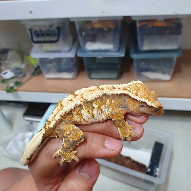 트라이 바브