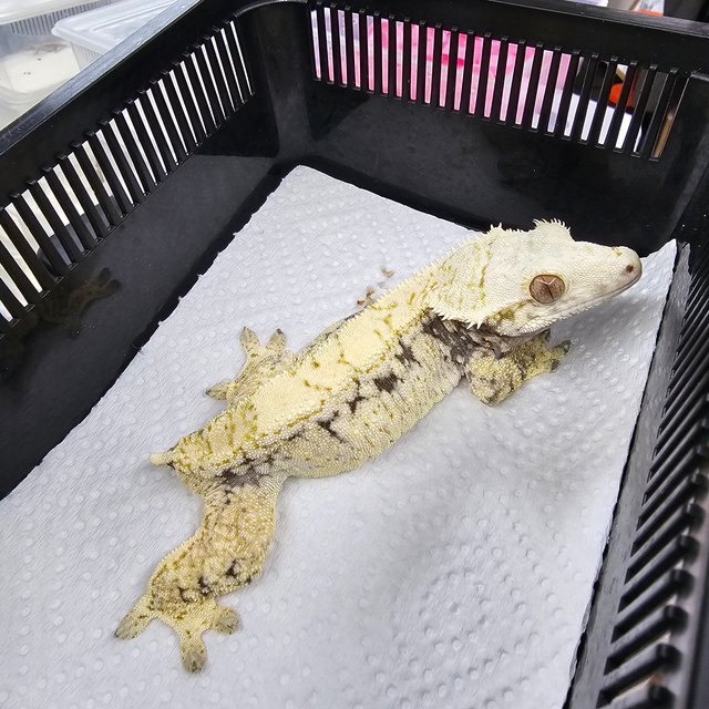 노멀 트라이 화이트포트홀 화이트스팟