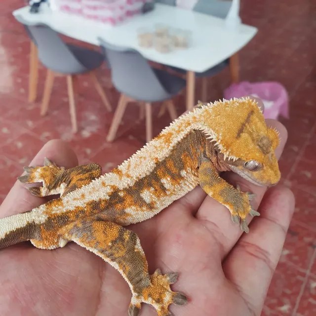 바브 트라이
