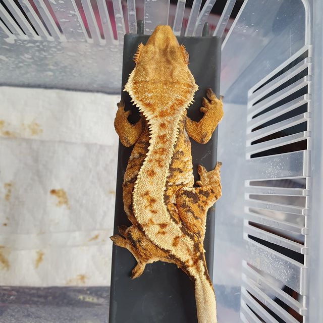 트라이 바브