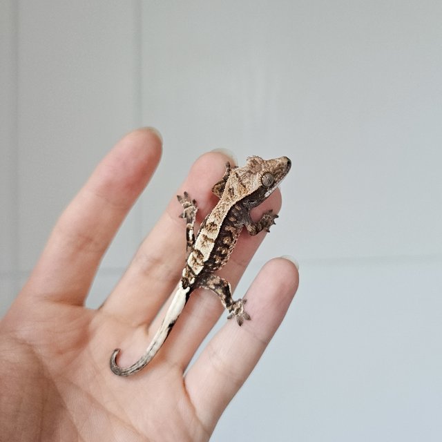 카푸치노 트라이