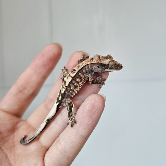 카푸치노 트라이