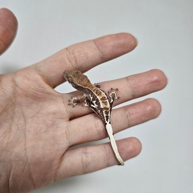 프라푸치노 트라이