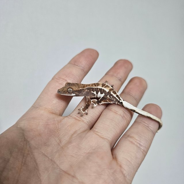 프라푸치노 트라이