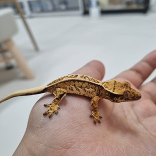 핀스트라이프 트라이