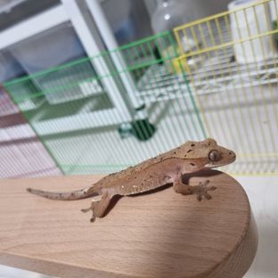 슈퍼달마시안 달마시안