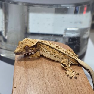 핀스트라이프 쿼드