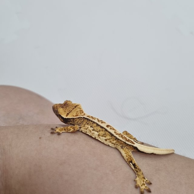 핀스트라이프 트라이