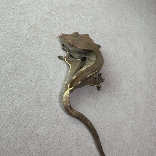 챠콜 카푸치노