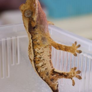 트라이 익스트림할리퀸 할리퀸 바브