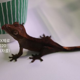 100%헷아잔틱 챠콜