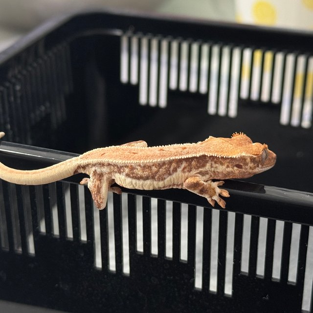 릴리화이트 트라이