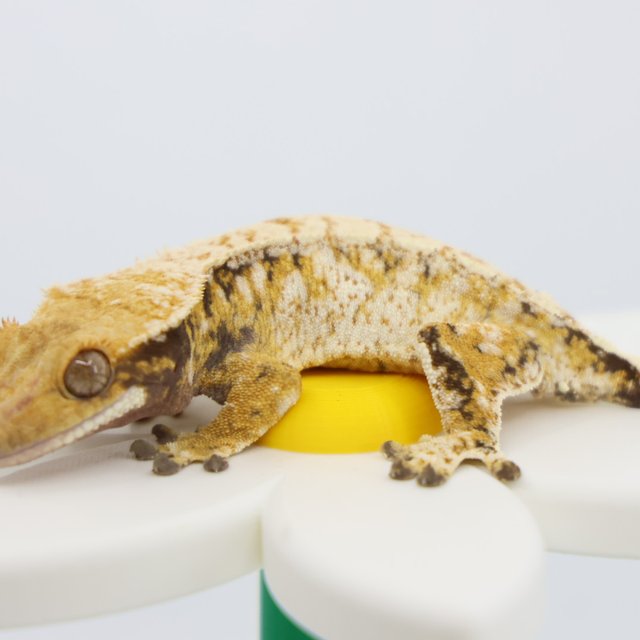 트라이 패턴리스 드리피 화이트스팟 옐로우