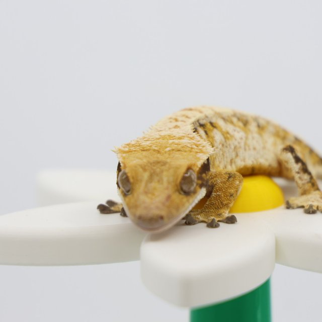 트라이 패턴리스 드리피 화이트스팟 옐로우