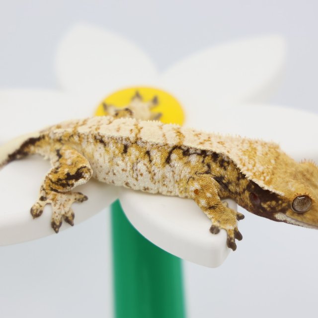 트라이 패턴리스 드리피 화이트스팟 옐로우