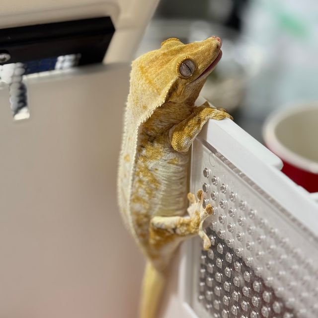 릴리화이트 트라이