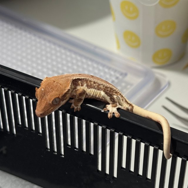 릴리화이트 트라이