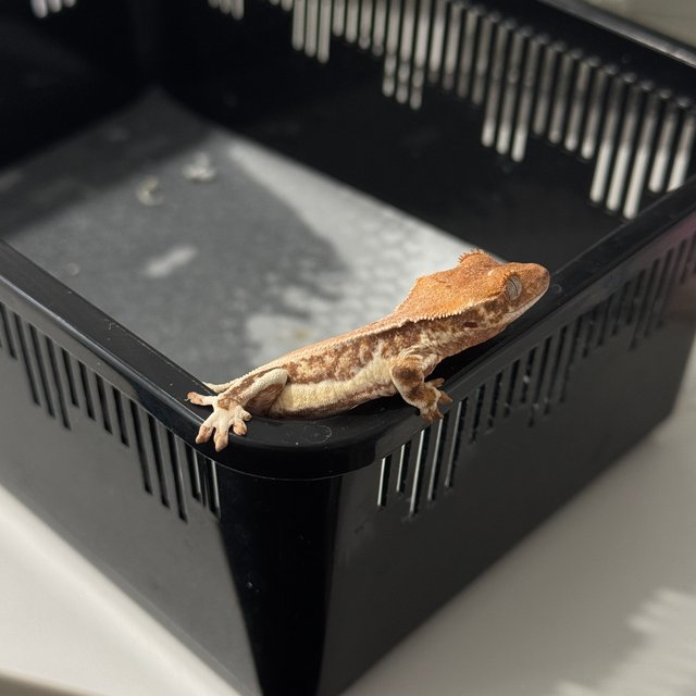 릴리화이트 트라이