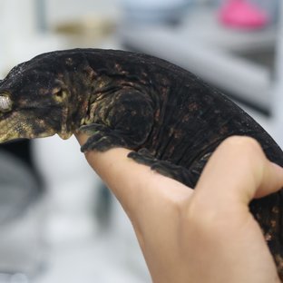 코기스멜
