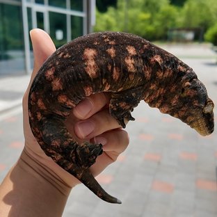 촐싹이