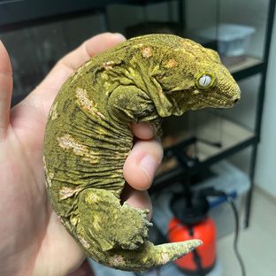 [바요나이즈] 동글이