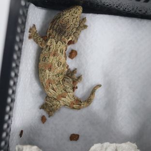 노멀