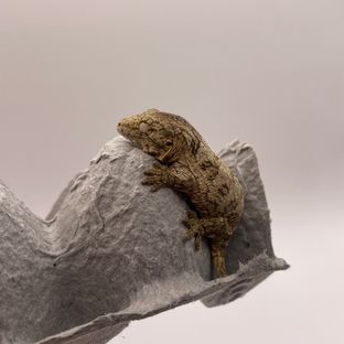 행복이 2세