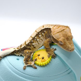 트라이 화이트스팟