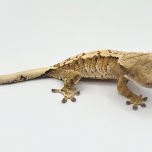 트라이
