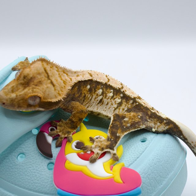 트라이 화이트스팟