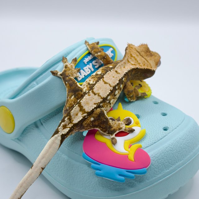 트라이 화이트스팟