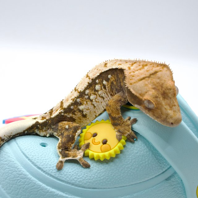 트라이 화이트스팟