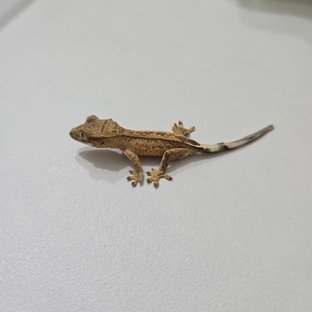 옐로우 팬텀